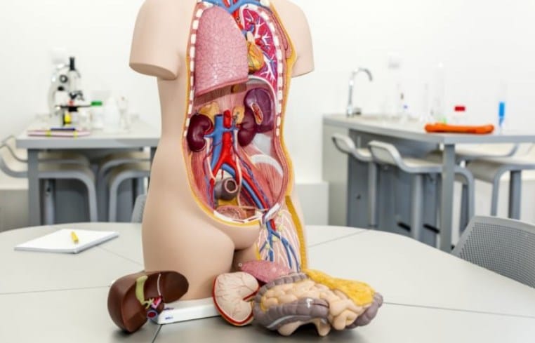Anatomi Tubuh Manusia : 12 Mengenal Sistem- Sistem Organ Manusia Serta Pengertian Dan Fungsinya
