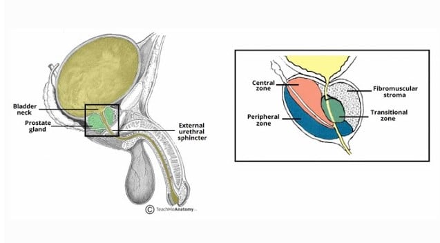 Struktur Dan Bagian Kelenjar Prostat
