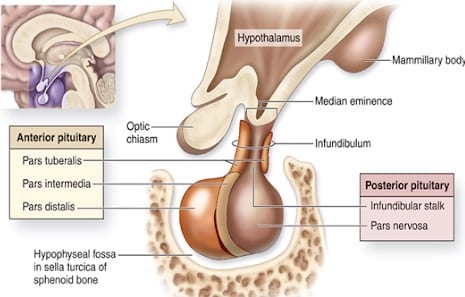 Struktur Kelenjar Pituitari (Hipofisis)