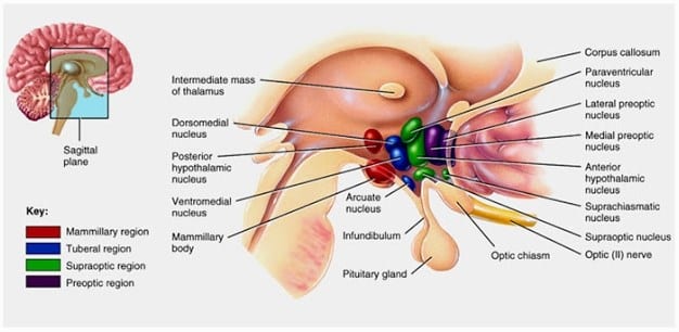 Struktur Dan Bagian-Bagian Kelenjar Hipotalamus