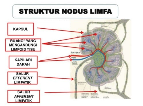 Struktur Nodus Limfa : Pengertian, Letak, Fungsi Dan Cara Kerjanya
