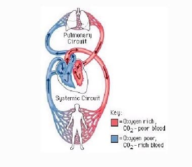 Arteri Pulmonaris dan Arteri Sistemik