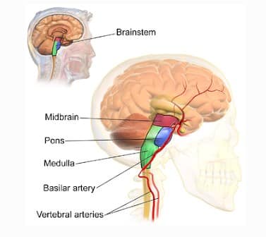 Struktur Dan Bagian Bagian Batang Otak (Brainstem)