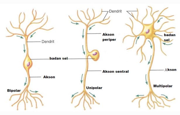 Sebutkan fungsi dari nodus ranvier yang menyusun jaringan saraf