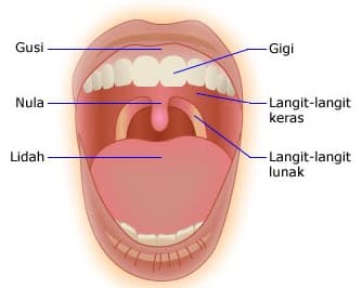Struktur Dan Bagian Mulut