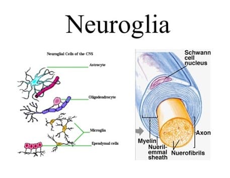 Struktur Dan Jenis Sel Glia "Neuroglia"