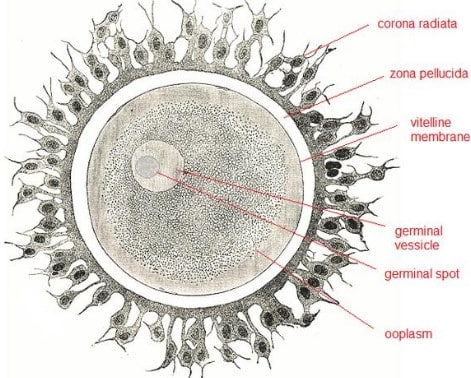 Struktur Ovum Sel Telur