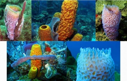 Klasifikasi Porifera