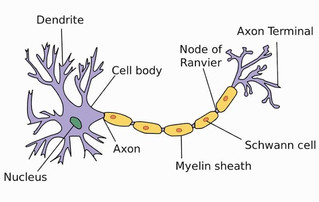 Struktur Dan Bagian Sel Saraf (Neuron)