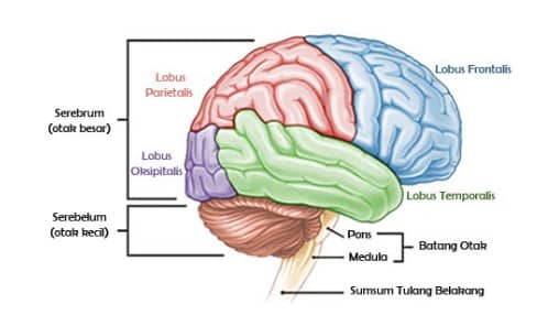 9 Bagian Bagian Otak Pengertian Fungsi Dan Gambarnya
