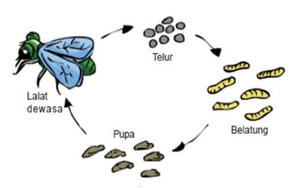 Proses Metamorfosis Lalat : 4 Tahapan Dan Gambarnya