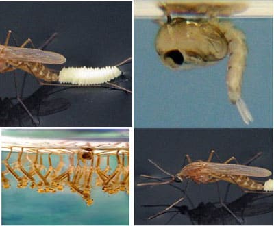 Proses Metamorfosis Nyamuk : 4 Tahapan Dan Gambarnya