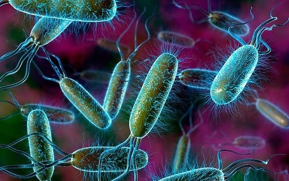  Ciri Ciri Bakteri  Pengertian Struktur Bentuk Alat 