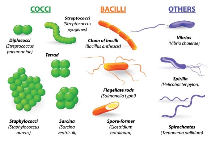 Klasifikasi Bakteri Berdasarkan Bentuk, Pewarnaan Gram, Suhu Dan Kebutuhan Oksigen Lengkap