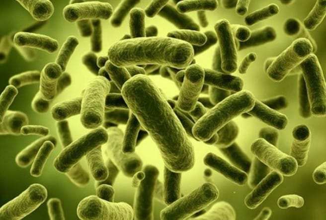 Bakteri Yang Menguntungkan Bagi Manusia Dalam Berbagai Bidang