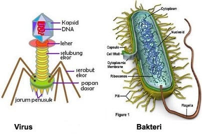 Perbedaan Virus Dan Bakteri : Ukuran Dan Struktur Dalam Bentuk Tabel