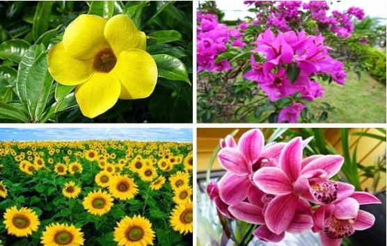 5 Contoh Bunga Sempurna : Pengertian, Bagian-Bagian Serta Gambarnya Lengkap