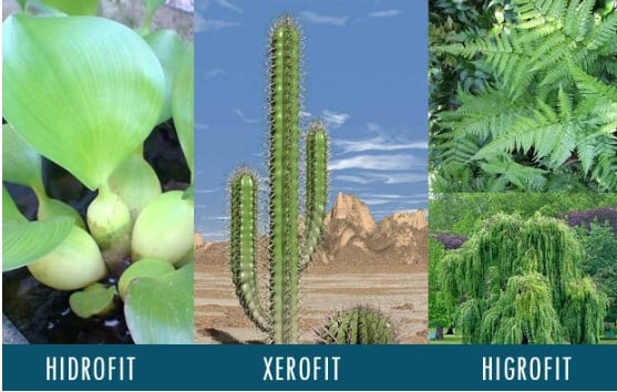 Contoh Tumbuhan Xerofit, Hidrofit Dan Higrofit Serta Ciri Dan Gambarnya Lengkap