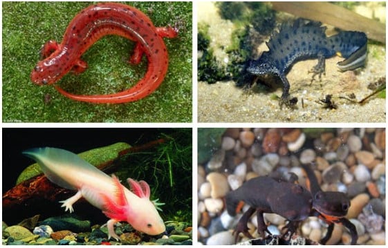 Hewan amfibi tergolong hewan vertebrata alat gerak hewan amfibi adalah