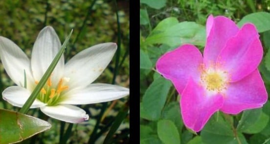 Perbedaan Bunga Monokotil Dan Dikotil