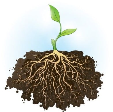 Jelaskan fungsi akar tumbuhan bagi manusia
