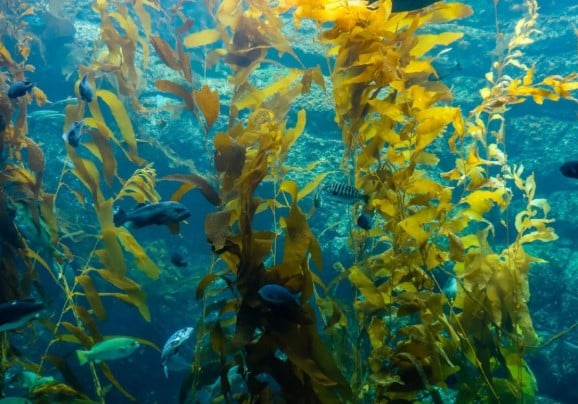 12 Macam Macam Tumbuhan Laut  RuangBiologi Co Id