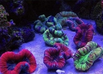 12 Macam Macam Tumbuhan Laut Ruangbiologi Co Id
