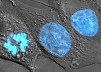 Protoplasma  Pengertian, Ciri, Komponen, Fungsi, Sifat Dan
