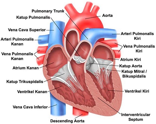 24+ Makalah Anatomi Jantung Pdf