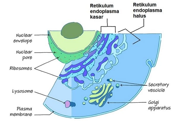 Fungsi retikulum endoplasma kasar pada sel tumbuhan